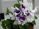 DSC02958