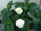 DSC02954