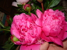 DSC02961