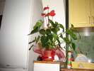 DSC02965