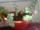 sedum sieboldii