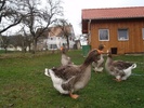 gans-gaste touluose