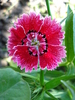 Dianthus chinensis (2010, May 14)
