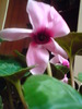 cyclamen