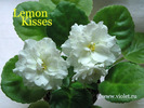Lemon Kisses
