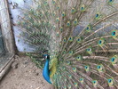 DSCF4451
