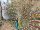 DSCF4452