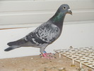DSCF6595