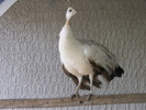 femela de umeri negrii