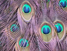DSCF4490