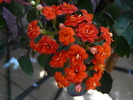 P1050911