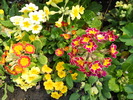 primula
