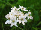 White Triplet Lily (2010, May 24)