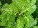 Abies koreana (2010, May 24)