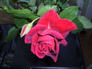 P3150128
