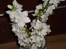 P3150142