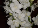 P3150143