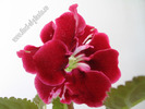 Mini gloxinia 1