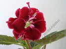Mini gloxinia 3