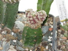 Mammillaria teresae