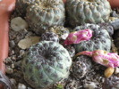 Sulcorebutia rauschii