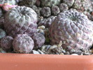 Sulcorebutia rauschii violacidermis