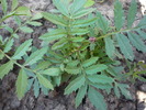 craita pitica