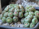 IMG_0152Mammillaria bocasana cv. FRED