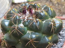 Coryphantha elephantidens