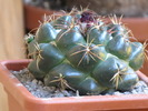 Coryphantha elephantidens
