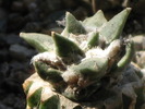 Ariocarpus retusus