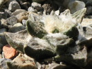 Ariocarpus scapharostrus