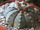 Astrophytum asterias