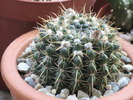 Notocactus mammulosus
