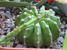 Echinopsis subdenudata