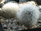 Notocactus haselbergii