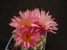 DSC08274