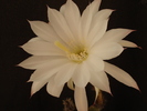 DSC08693
