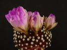 DSC08761
