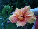 hibiscus Doina