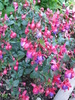 Fuchsia Mrs Popple (2010, May 26)