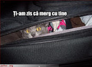 poze-amuzante-pisica-s-a-strecurat-in-bagajele-stapanului