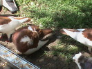 DSC00034