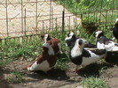 DSC00035
