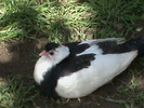 DSC00037