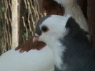 DSC00061