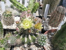 Echinocereus viridiflorus altoit - 25.05