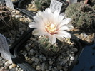 Gymnocalycium erinaceum v. paucisquamosum - 26.05