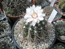 Gymnocalycium vatteri - 24.06