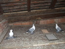 DSCF9494
